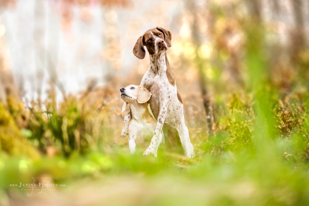 Urlaub mit Hund, Ferienwohnung mit Hund Allgäu, Ferienhof, Urlaub, Ferienvermietung, Ferienwohnung, Sehenswürdigkeiten, Allgäu Ferienhaus Übernachtung im Allgäu Reiterhof Urlaub mit Hund Reitstall Familien Urlaub, Gestüt Bauernhof, Urlaub Urlaub auf dem Bauernhof. Urlaub im Allgäu Urlaub mit Pferden. Ferien Bauernhof, YouTube Pferdewissen, Sternschnuppe Haflinger, Janina Fischer Lea Fischer